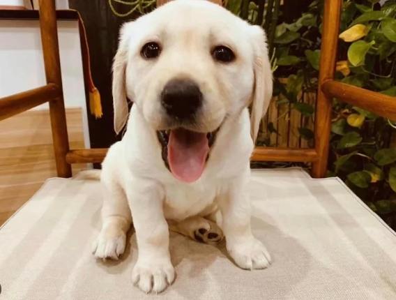 拉布拉多犬領養流程 拉布拉多犬領養流程
