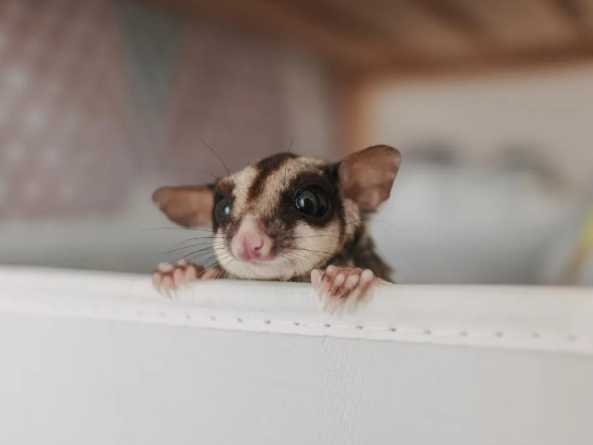 蜜袋鼯飼養注意事項 蜜袋鼯飼養注意事項