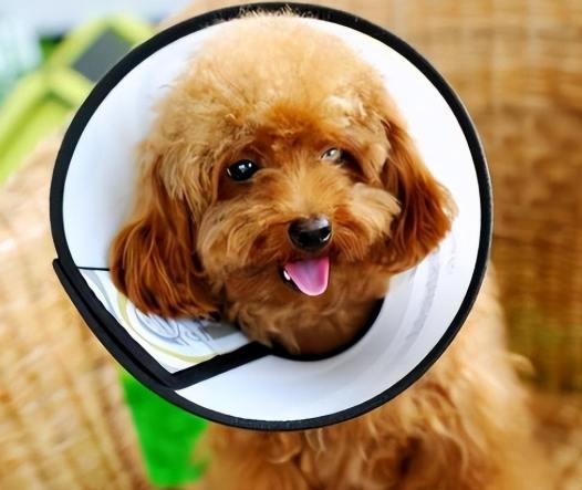 絕育後狗狗飲食