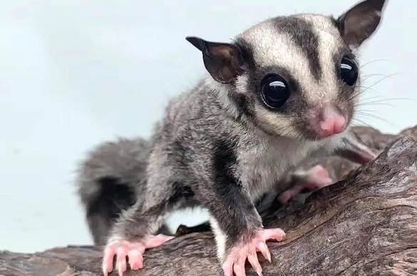 蜜袋鼯可以吃花生嗎