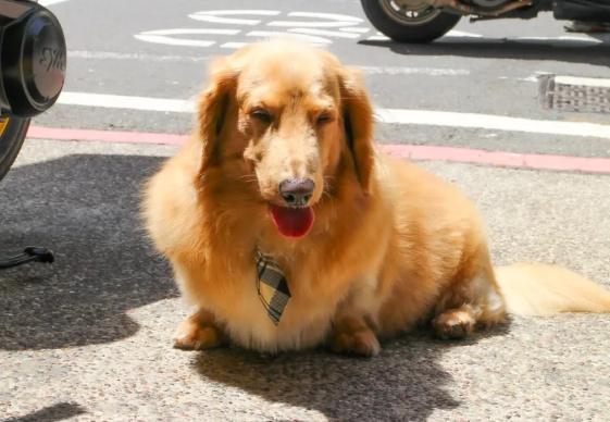 臘腸狗性格 臘腸狗性格