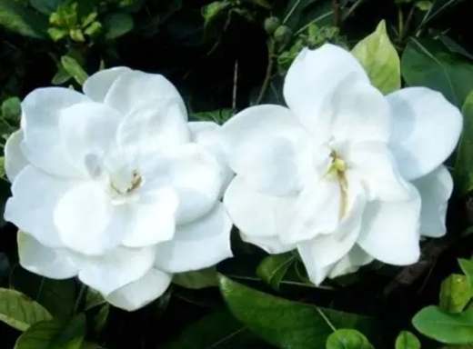 梔子花种植方法 梔子花种植方法