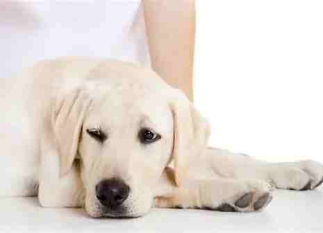 狗絕育健康風險