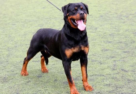 護衛犬特質 護衛犬特質