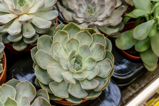 石蓮花果汁做法 石蓮花果汁做法