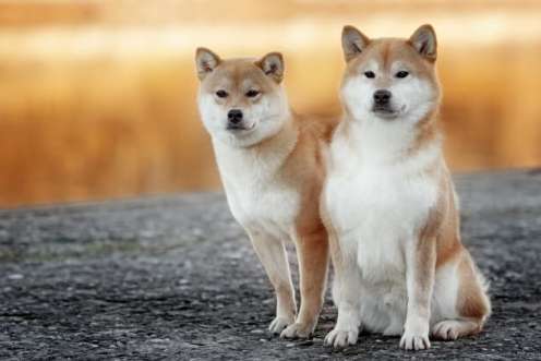 豆柴 特徵 豆柴 特徵