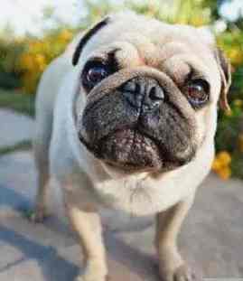 什麼狗不會長大 什麼狗不會長大