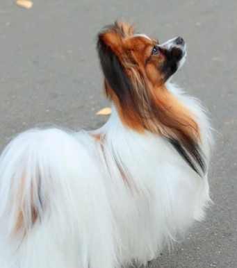 長毛吉娃娃品种特点 長毛吉娃娃品种特点