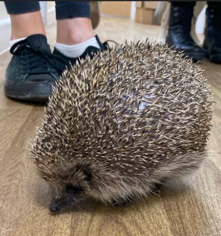 刺蝟的刺會痛嗎？深入解析刺蝟防禦機制與飼養實用指南