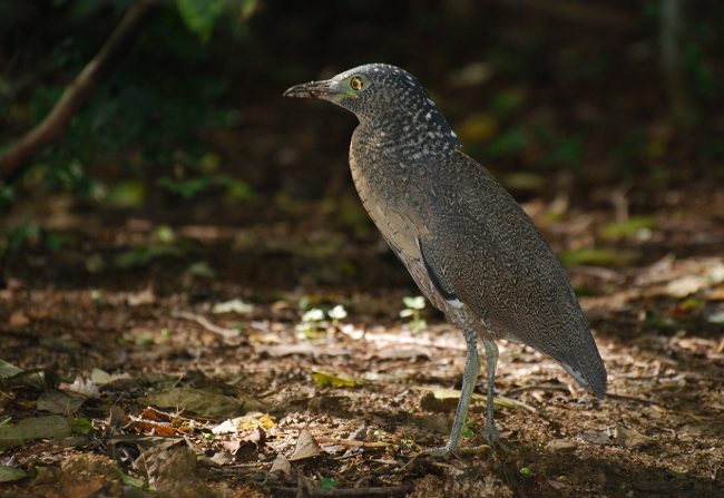 黑冠麻鷺亞成特徵