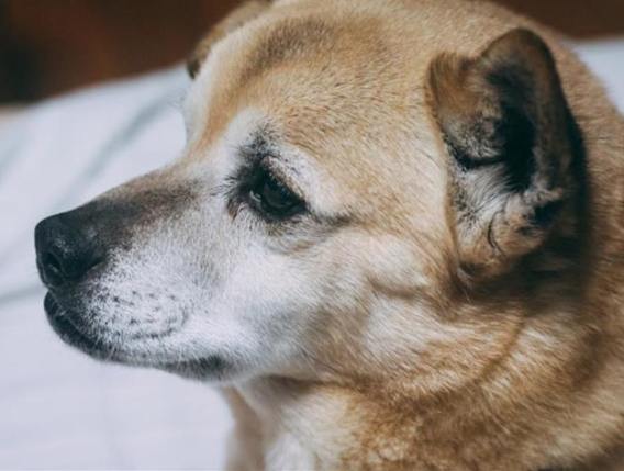 關燈對幼犬影響