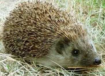 養刺蝟費用 養刺蝟費用