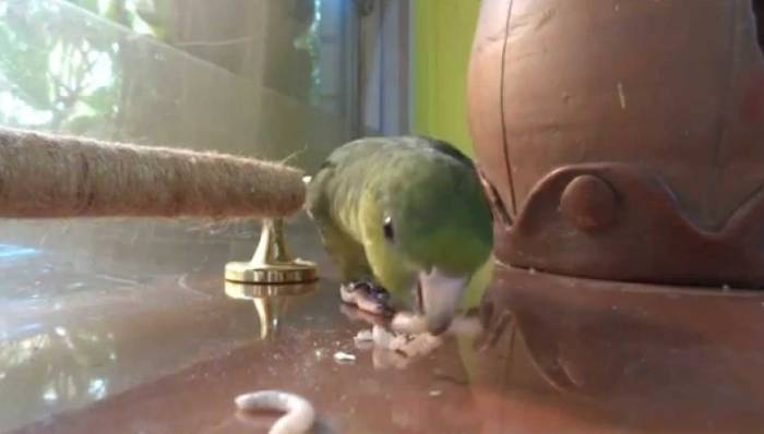 鸚鵡可以吃麵包蟲嗎