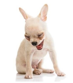 吉娃娃行為問題