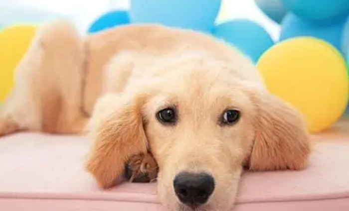 心絲蟲藥食多左