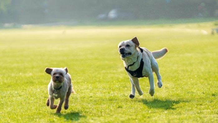 養狗準備 養狗準備