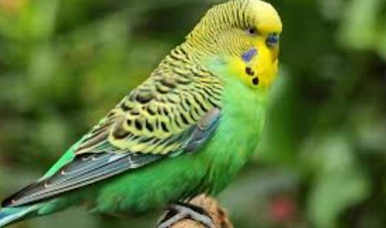 虎皮鸚鵡蛋護理 虎皮鸚鵡蛋護理