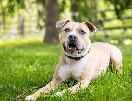 如何照顧混種狗 如何照顧混種狗