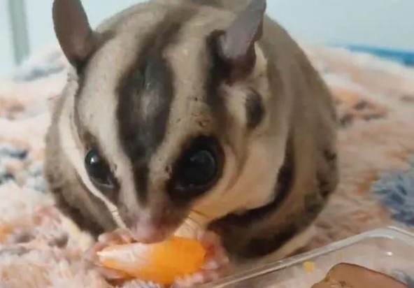 蜜袋鼯吃蛋糕風險 蜜袋鼯吃蛋糕風險