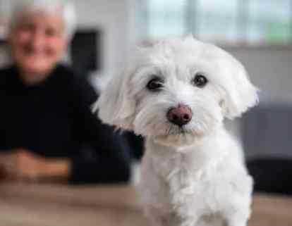 貴賓狗壽命計算