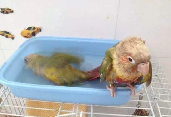 塞內加爾鸚鵡護理