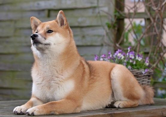 柴犬訓練 柴犬訓練