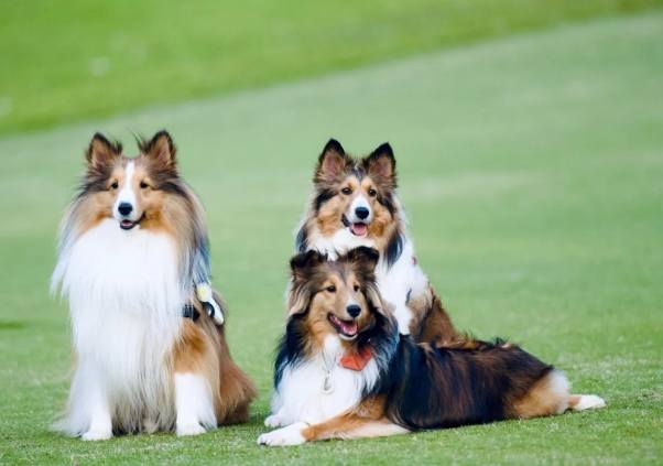 喜樂蒂牧羊犬壽命因素 喜樂蒂牧羊犬壽命因素