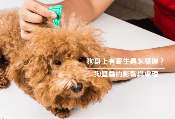 狗狗除蟲方法