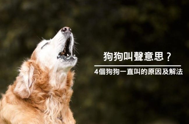 狗狗一直叫