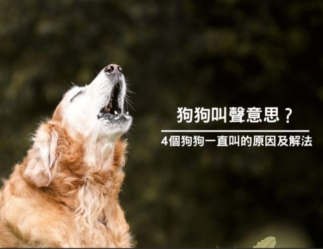 狗狗一直叫怎麼辦？專家解析原因與有效解決方法