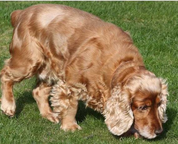 狗狗結紮外觀影響 狗狗結紮外觀影響