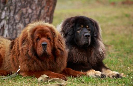 藏獒很兇嗎 藏獒很兇嗎