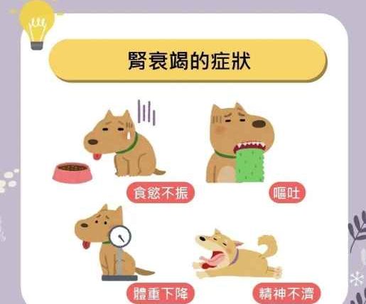 狗狗腎衰竭第三期