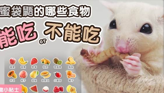蜜袋鼯只吃水果