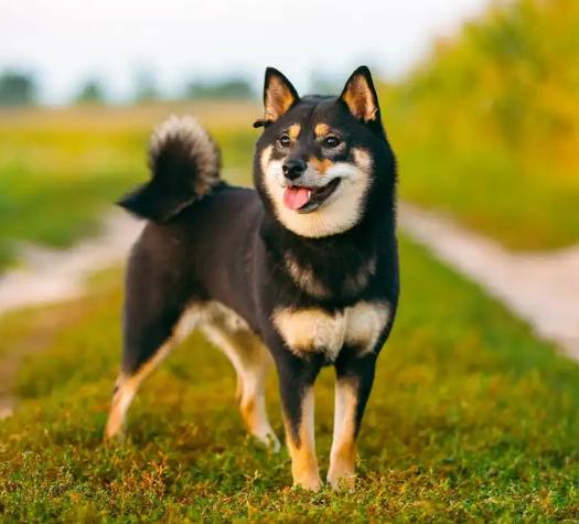 狗狗吃蘋果注意事項 狗狗吃蘋果注意事項