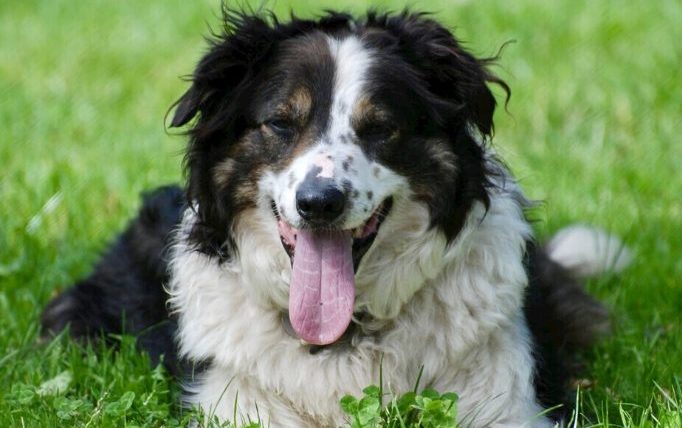 狗狗咬人的原因