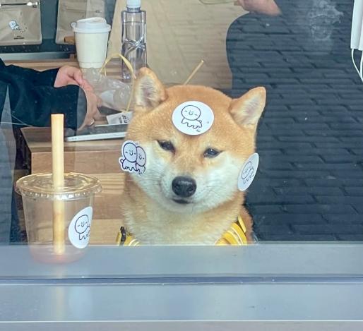 柴犬健康睡眠 柴犬健康睡眠