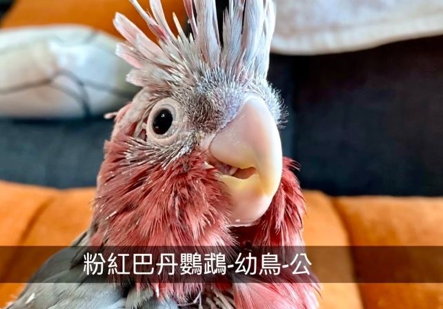鸚鵡幼鳥照顧