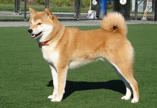 柴犬怕熱 柴犬怕熱