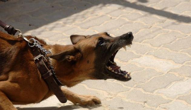 家裡的狗只對我叫