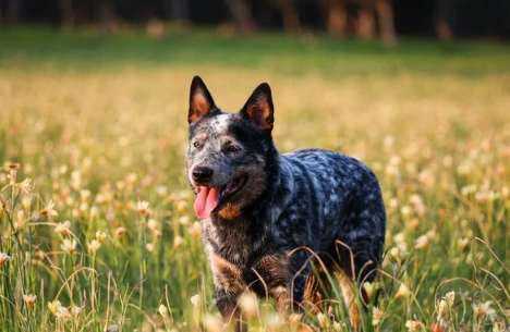 澳洲牧牛犬飼養 澳洲牧牛犬飼養