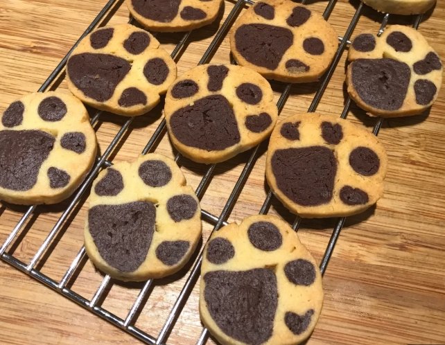 巧克力對狗有毒