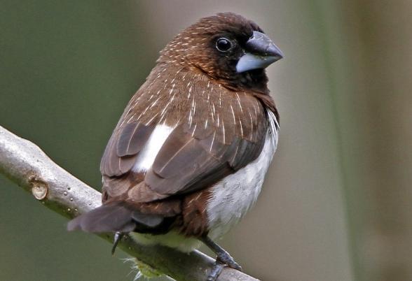 文鳥顏色 文鳥顏色