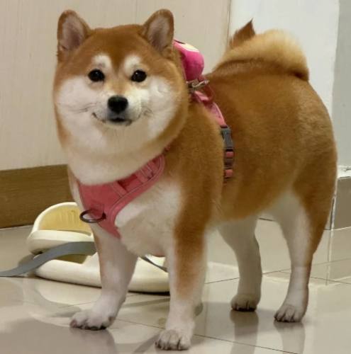 柴犬掉毛原因 柴犬掉毛原因