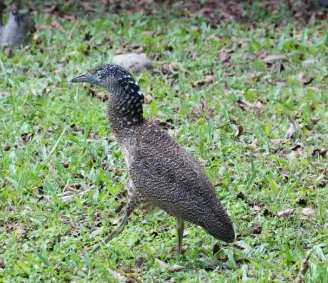黑冠麻鷺 分布 黑冠麻鷺 分布