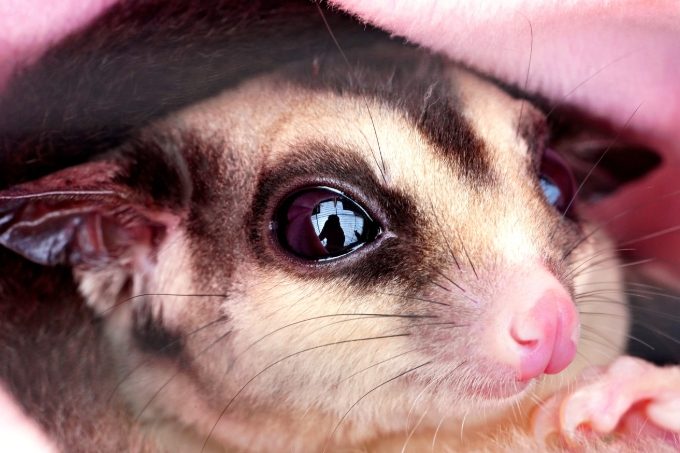 蜜袋鼯照顧技巧 蜜袋鼯照顧技巧