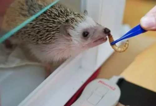 寵物刺蝟餵食 寵物刺蝟餵食