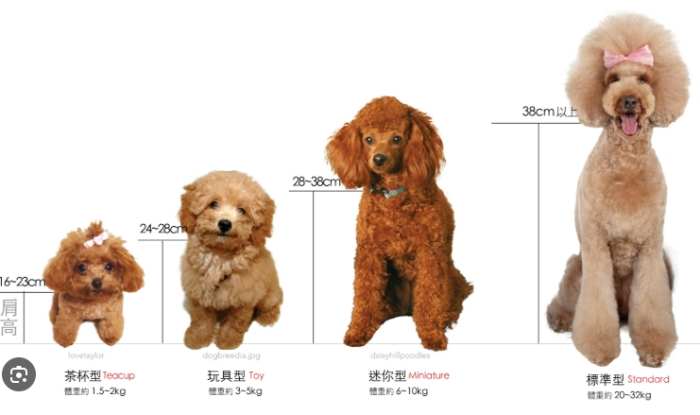 貴賓狗飼養 貴賓狗飼養