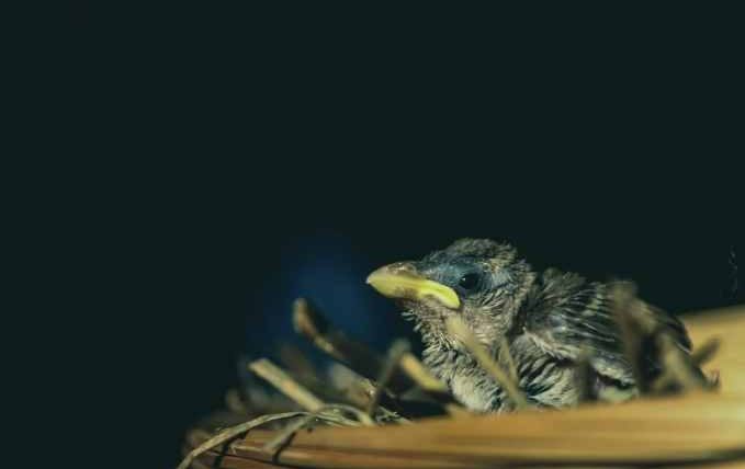 麻雀幼鳥可以餓多久