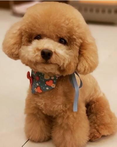 貴婦狗飼養指南